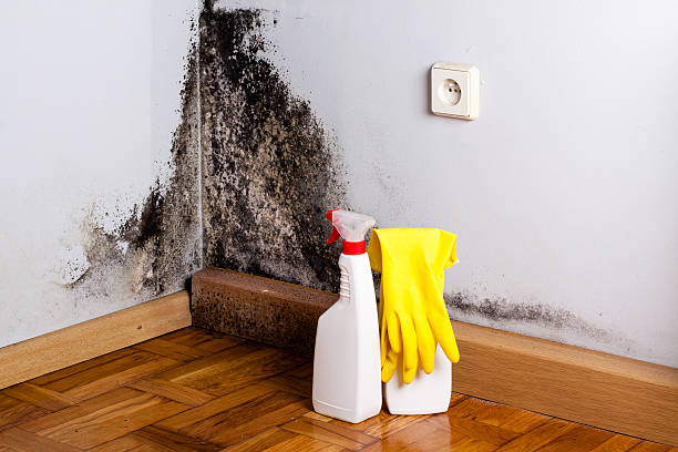 Best Toxic Mold Removal  in Bowling Green, KY