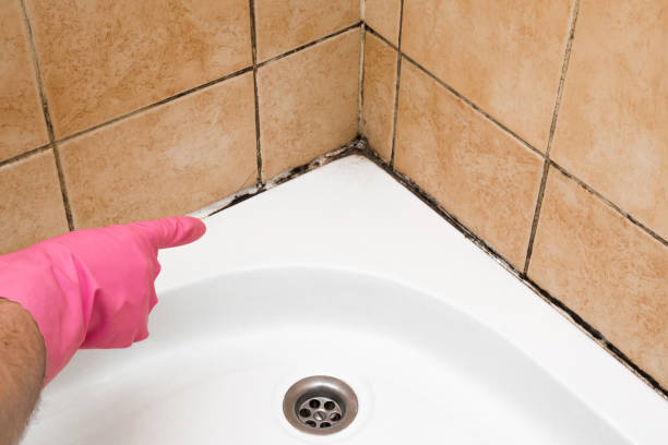 Best Emergency Mold Removal  in Bowling Green, KY